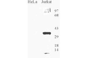 Western blot analysis of OGG1 in HeLa and Jurkat cell lysate with OGG1 polyclonal antibody . (OGG1 antibody  (AA 1-100))