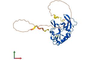 AlphaFold protein structure predicition of Human Recombinant CTDSPL Protein, UniprotID O15194 (CTDSPL Protein (AA 1-276) (His tag))