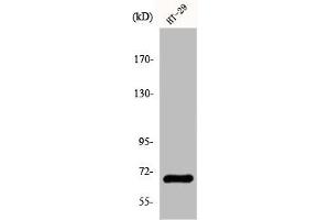 Western Blot analysis of COLO205 cells using GBP3 Polyclonal Antibody (GBP3 antibody  (C-Term))