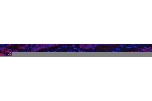 anti-ATP5F1A (AA 12-520) antibody