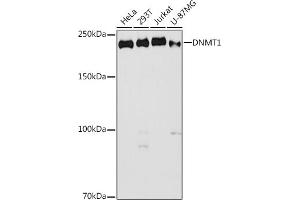 Western blot analysis of extracts of various cell lines, using DNMT1 antibody (ABIN7266810) at 1:1000 dilution. (DNMT1 antibody  (AA 1-270))