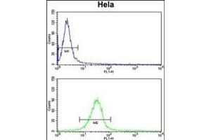 C2orf49 Antibody (N-term) (ABIN651382 and ABIN2840213) flow cytometry analysis of Hela cells (bottom histogram) compared to a negative control cell (top histogram). (C2orf49 antibody  (N-Term))