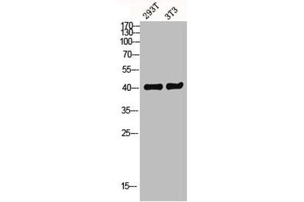 GPR52 Antikörper  (C-Term)