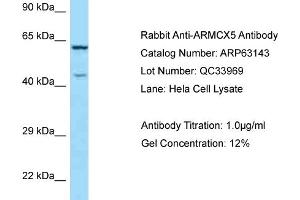 Western Blotting (WB) image for anti-Armadillo Repeat Containing, X-Linked 5 (ARMCX5) (C-Term) antibody (ABIN970142) (ARMCX5 antibody  (C-Term))