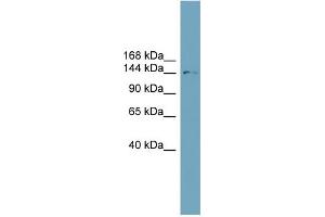 WB Suggested Anti-SLC4A2 Antibody Titration: 0.