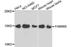 Western blot analysis of extracts of various cell lines, using FAM96B antibody. (FAM96B antibody)