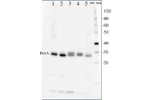 Image no. 1 for anti-D1 Protein of PSII, (PsbA) (C-Term) antibody (ABIN93523) (D1 Protein of PSII, (PsbA) (C-Term) antibody)