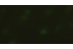 Immunofluorescent staining of HeLa cells using anti-SOX17 mouse monoclonal antibody (ABIN2452673). (SOX17 antibody  (AA 177-414))