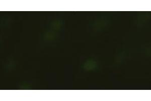 Immunofluorescent staining of HeLa cells using anti-SOX17 mouse monoclonal antibody (ABIN2452673). (SOX17 antibody  (AA 177-414))