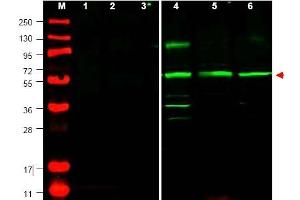 Image no. 1 for anti-Phosphatase and Tensin Homolog Pseudogene 1 (PTENP1) (N-Term) antibody (ABIN401437) (PTENP1 antibody  (N-Term))