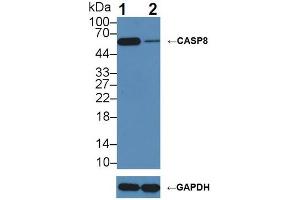 Western blot analysis of (1) Wild-type HeLa cell lysate, and (2) CASP8 knockout HeLa cell lysate, using Rabbit Anti-Human CASP8 Antibody (3 µg/ml) and HRP-conjugated Goat Anti-Mouse antibody (abx400001, 0. (Caspase 8 antibody  (AA 7-216))