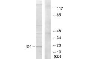 Western blot analysis of extracts from HepG2 cells, using ID4 Antibody. (ID4 antibody  (AA 1-50))