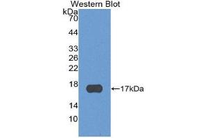 Western Blotting (WB) image for anti-Chemokine (C-X-C Motif) Ligand 13 (CXCL13) (AA 23-94) antibody (ABIN1858140)