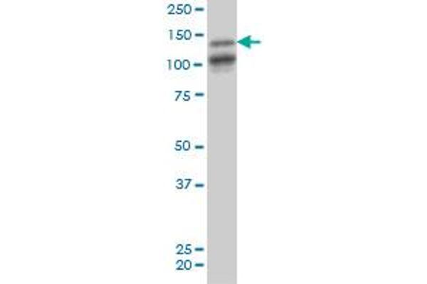 MAGI1 antibody  (AA 761-859)