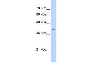 WB Suggested Anti-ST6GALNAC6 Antibody Titration:  0. (ST6GALNAC6 antibody  (C-Term))