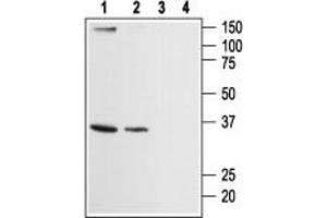 Western blot analysis of human HL-60 promyelocytic leukemia (lanes 1 and 3) and human Jurkat acute T cell leukemia (lanes 2 and 4) cell lysates: - 1,2. (ORAI2 antibody  (Intracellular, N-Term))