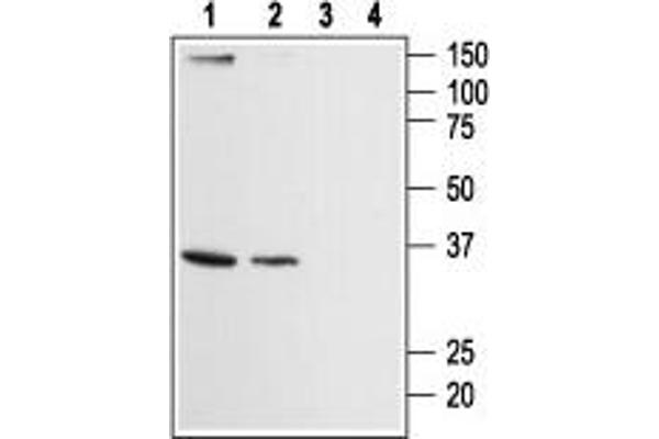 ORAI2 antibody  (Intracellular, N-Term)