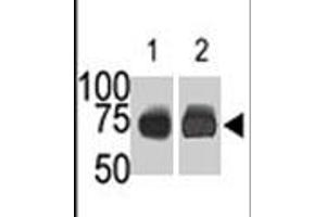 The SPHK2 polyclonal antibody  is used in Western blot (Lane 1) to detect c-myc-tagged SPHK2 in transfected 293 cell lysate (ac-myc antibody is used as control in Lane 2) .