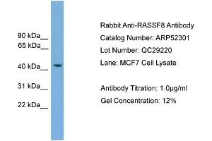 WB Suggested Anti-RASSF8  Antibody Titration: 0. (RASSF8 antibody  (N-Term))