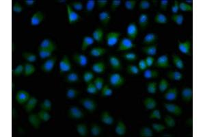 Immunofluorescence staining of Hela cells with ABIN7148001 at 1:166, counter-stained with DAPI.