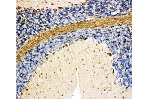 IHC-P: BiP antibody testing of rat cerebellum tissue (GRP78 antibody  (C-Term))