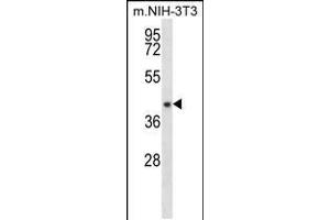 Western blot analysis in mouse NIH-3T3 cell line lysates (35ug/lane). (NUDT9 antibody  (C-Term))