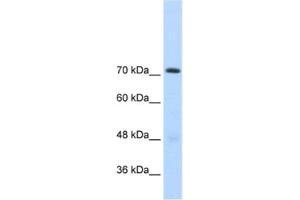 Western Blotting (WB) image for anti-General Transcription Factor II I Repeat Domain-Containing 1 (GTF2IRD1) antibody (ABIN2460794)