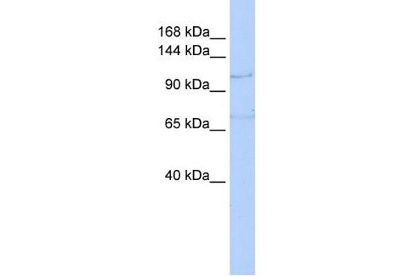 ZEB1 antibody  (N-Term)