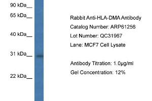 Western Blotting (WB) image for anti-Major Histocompatibility Complex, Class II, DM alpha (HLA-DMA) (N-Term) antibody (ABIN2788737) (HLA-DMA antibody  (N-Term))