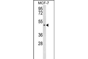 SCD5 Antibody (Center) (ABIN656967 and ABIN2846151) western blot analysis in MCF-7 cell line lysates (35 μg/lane). (SCD5 antibody  (AA 147-175))
