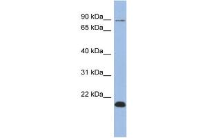 WB Suggested Anti-TCEB3B Antibody Titration:  0. (TCEB3B antibody  (Middle Region))