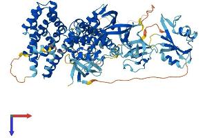 VAV3 Protein (AA 1-847) (His tag)