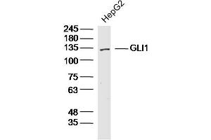 HepG2 lysates probed with GLI1 Polyclonal Antibody, Unconjugated  at 1:300 dilution and 4˚C overnight incubation. (GLI1 antibody  (AA 601-700))