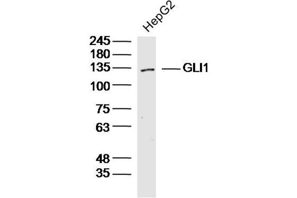 GLI1 抗体  (AA 601-700)