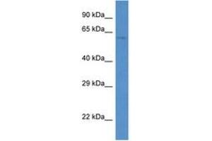 Image no. 1 for anti-Paf1, RNA Polymerase II Associated Factor, Homolog (PAF1) (AA 394-443) antibody (ABIN6747311)