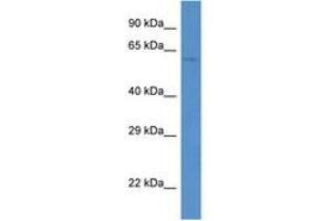 Image no. 1 for anti-Paf1, RNA Polymerase II Associated Factor, Homolog (PAF1) (AA 394-443) antibody (ABIN6747311) (PAF1/PD2 antibody  (AA 394-443))