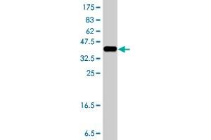 Western Blot detection against Immunogen (38. (TFG antibody  (AA 1-110))