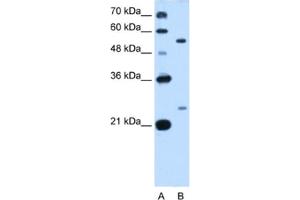 Western Blotting (WB) image for anti-LOC642486 (LOC642486) antibody (ABIN2462914) (LOC642486 antibody)