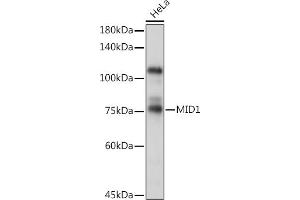 Western blot analysis of extracts of HeLa cells, using MID1 Rabbit pAb (ABIN6129304, ABIN6143835, ABIN6143836 and ABIN6223122) at 1:1000 dilution. (MID1 antibody  (AA 478-667))