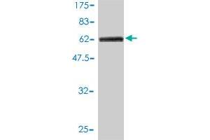 Western Blotting (WB) image for anti-Carboxypeptidase, Vitellogenic-Like (CPVL) (AA 1-476) antibody (ABIN565743)