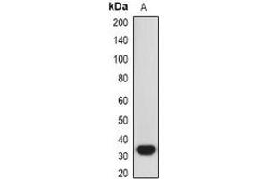 Western blot analysis of HO-1 expression in A549 (A) whole cell lysates. (HMOX1 antibody)