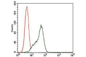 Flow cytometric analysis of K562 cells using STAT5A mouse mAb (green) and negative control (red). (STAT5A antibody  (AA 583-794))