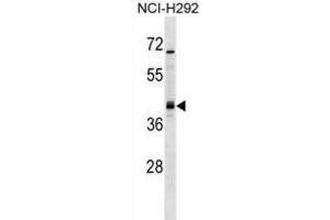 Western Blotting (WB) image for anti-Undifferentiated Embryonic Cell Transcription Factor 1 (UTF1) antibody (ABIN2999167)
