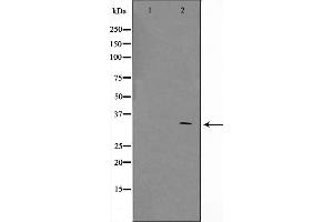 Western blot analysis on COS7 cell lysate using ZNF498 Antibody,The lane on the left is treated with the antigen-specific peptide. (Zinc Finger and SCAN Domain Containing 25 (ZSCAN25) antibody)