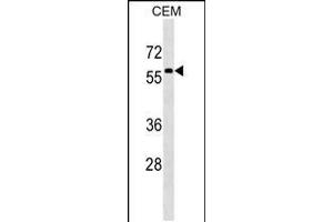 Western blot analysis in CEM cell line lysates (35ug/lane). (MSL3 antibody  (N-Term))