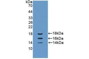 Western blot analysis of recombinant Cow IL15. (IL-15 antibody  (AA 48-162))