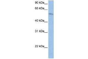 Western Blotting (WB) image for anti-Family with Sequence Similarity 20, Member C (FAM20C) antibody (ABIN2459294) (FAM20C antibody)