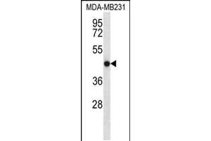 Western blot analysis in MDA-MB231 cell line lysates (35ug/lane). (TMEM43 antibody  (AA 195-223))