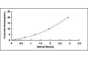 Dystrophin (DMD) ELISA Kit