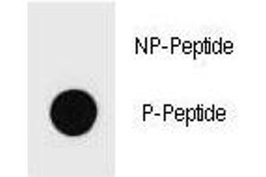 Dot blot analysis of phospho-Kit antibody. (KIT antibody  (pSer821))
